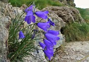 RIF.BENIGNI con CIMA PIAZZOTTI- VALPIANELLA ad anello, salito dalla Val Salmurano e disceso dalla Valpianella il 3 ott. 2019 - FOTOGALLERY